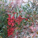 청도군치매안심센터 이미지