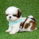 베이비몽 강아지분양 인천청라점 이미지