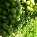 금잔디농원 이미지