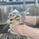 미미캣살롱&고양이호텔 이미지