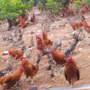 청리농장 이미지