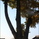 영광향교 이미지