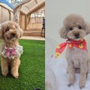 베베몽몽 이미지