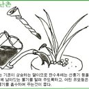 한국춘란 사월(4월)달의 배양관리 이미지