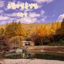 북악중학교 버스정류장(08-113) | 대전 근교 단풍 구경 논산 그해우리는 촬영지 온빛자연휴양림 단풍 상황