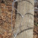 산소마을~한자보건소 | 고로쇠(고로쇠나무) - 뼈에 이로운 물 - 건강 한 알