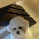중산동물병원 | 일산 강아지 스케일링 동물병원 해온동물병원 찐 후기