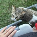 (유)자유에너지 | [세부여행] 커플 자유여행 카와산에서의 4일차♥ 현지업체 가와산캐녀닝 후기+ 구글지도