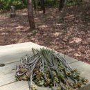 하늘빛으로 물든새 이미지