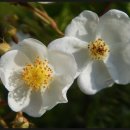 대아수퍼 이미지