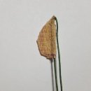 화심약국 이미지