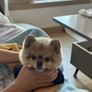 탐라카서비스 | 항공반려견동반, 바리메오름, 하늘고래화이트, 오설록, 카멜리아힐, 헤이서귀포 반려동물 동반, 탐라수산)