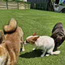 공감애견학교 유치원,호텔 이미지