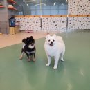 오마이멍멍 이미지