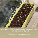 다이소! 고기친구 미니텃밭 가꾸기, 헬로 냠냠이