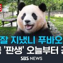 푸바오 공개 이미지