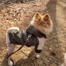 몰리스펫샵 풍산점 이미지