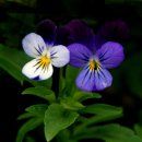 안흥콩터 이미지