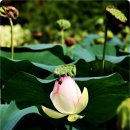 🌺7월 30일 출석부 "실천" 이미지