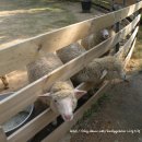 미니목장 이미지