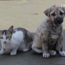 강남동물메디컬센터 네이버블로그