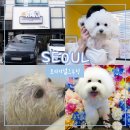 뽀숑그루밍 | 강남애견미용 오리지널그루밍, 비숑 스파&amp;위생미용 후기