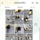 안독(Andog) 이미지