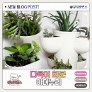 식물 인테리어 우리집 작은 숲 감성 아띠누리 다육이화분
