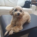 제제스튜디오 사하점 이미지