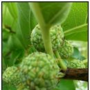 소림농장 이미지