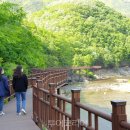 충북 영동 월류봉(포도축제)산행 안내(8월24일) 이미지