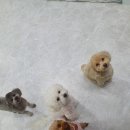 댕댕월드&퍼피 | 21년 1월 양주 옥정 댕댕월드 애견 유치원 &amp; 호텔 후기