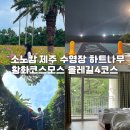 소노캄 제주 수영장 하트나무 황화코스모스 올레길4코스 패밀리(클린) 숙박 후기