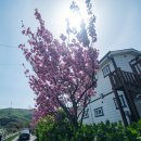 (충청도여행)겹벚꽃 피었던 서산 문수사 (2026-4-26)