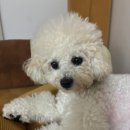 즐거운유치원 | [강아지일상] 춘봉이의 즐거운 하루, 유치원과 호텔링 내돈내산 후기