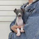 오독안심분양센터 강아지분양 고양이분양 인천점 이미지