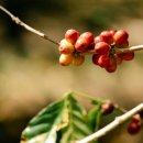 Coffee Farm(커피팜) 이미지