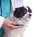 목동동물병원 이미지