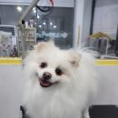 허그멍뭉이# 이미지