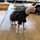 집사의 하루 일산점 | 일산 고양이카페 추천 집사의하루 내돈내산 유기묘카페 간식 스핑크스 고양이 후기