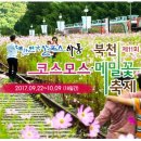 코스모스와 메밀가든 이미지