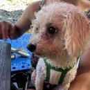 어성전야영장 이미지