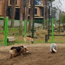 코기절미 이미지