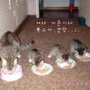 먹고합시다