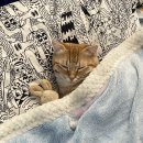 프리미엄펫 | [고양이 습식 추천] 와즈펫 프리미엄 습식 체험후기 ♥