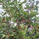 왕보리수 수확 이미지