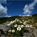 곰배령이야 이미지