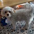 댕이브 | 양덕동 강아지미용 애견미용 애견목욕 양덕동애견샵 댕이브