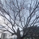 보호수광장 이미지