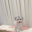 브리앙뜨몽 이미지